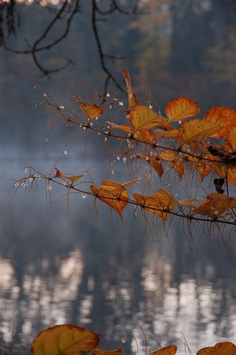 Free Images Tree Nature Branch Winter Sunset Sunlight Morning