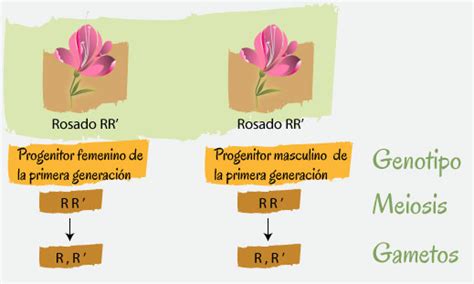 Esquema De Mendel