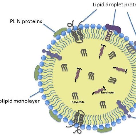 Neutral Lipid Synthesis Lipid Droplet Ld Formation And Growth A