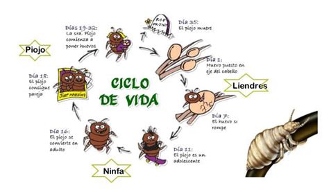 Ciclo De Vida De La Pediculosis Capitis