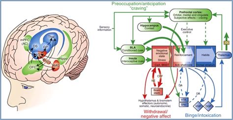 brain-craving-addiction - BRIGHT BRAIN CENTRE LONDON