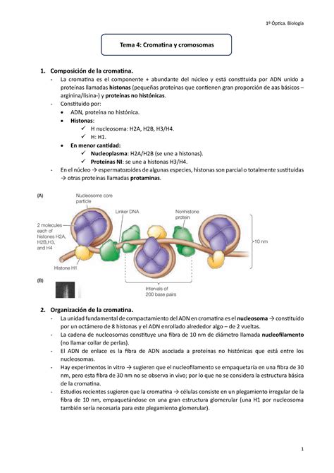 Tema 4 Cromatina Y Cromosomas Tema 4 Cromatina Y Cromosomas 1