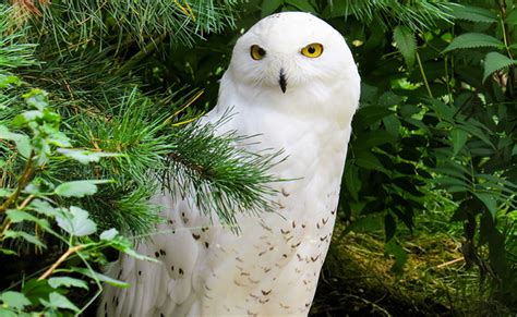 Loup Blanc Aux Yeux Jaunes