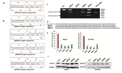 PDF Lentiviral CRISPR Cas9 Vector Mediated MiR 21 Gene Editing