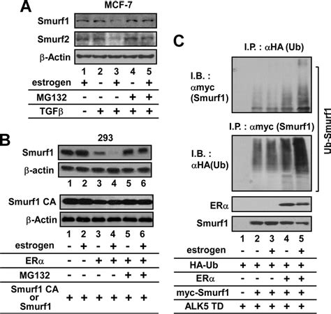 Er Induces The Ubiquitination And Degradation Of Smurf A And B Download Scientific Diagram