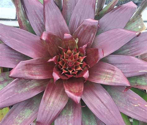 Johnson S Bromeliads Falconry Alcantarea Merlot Imperialis Rubra X