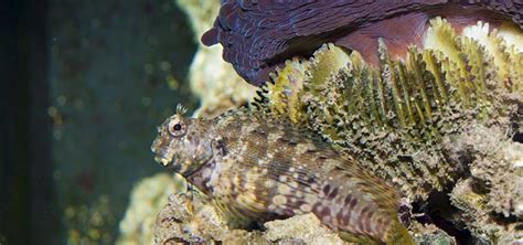 Combtooth Blenny Bottom Dwellers | Tropical Fish Hobbyist Magazine