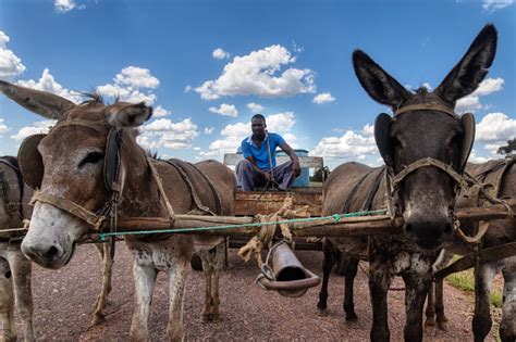 Más De 1 000 Imágenes Gratis De Burro Y Naturaleza Pixabay