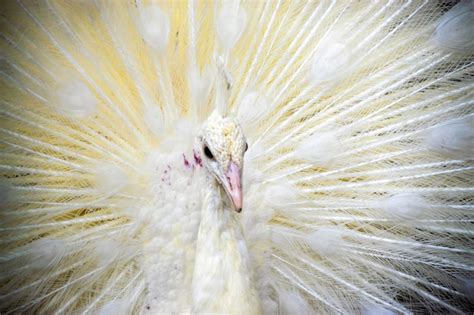 Premium Photo White Peacock With Feathers Out