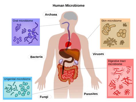 Mikrobiom bél-agy tengely - mit (t)egyek? — Integratív-Medicina