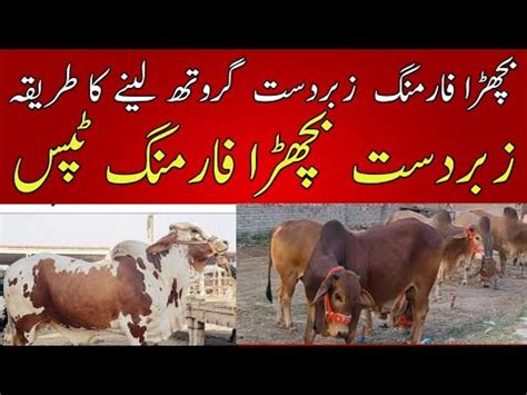 Bachra Farming Tips Vacha Farming In Pakistan Katta Farming Tips