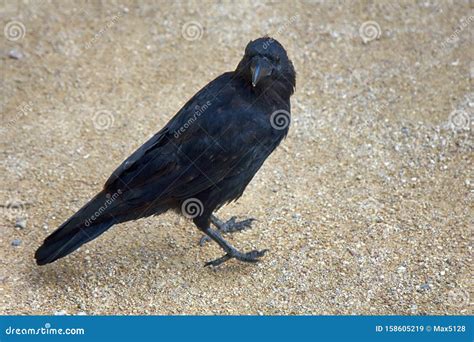 Carrion Crow (Corvus Corone Stock Image - Image of hang, corvus: 158605219