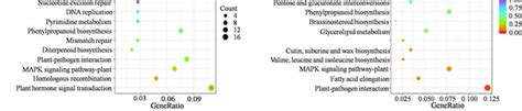 Top Kegg Classifications Of Upregulated Degs A And Downregulated