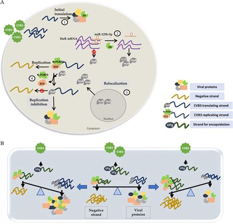 A Model For Hur Mediated Inhibition Of Cvb Replication After