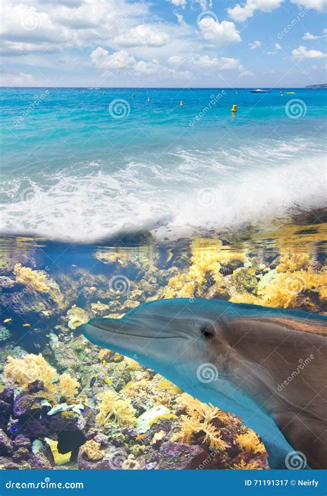 Underwater Dolphin Royalty-Free Stock Photo | CartoonDealer.com #12044289