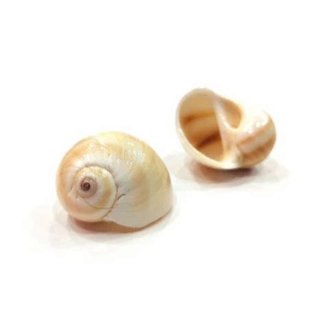 glossy finish natural sea shell  making ornaments  rs kg