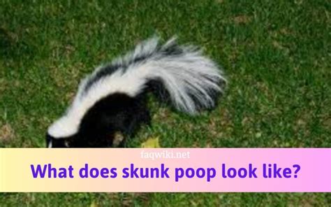 What Does Skunk Poop Look Like At Free