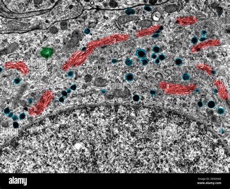 False Colour Transmission Electron Microscope TEM Micrograph Showing