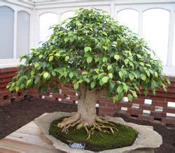 Weeping Fig Ficus Benjamina Bonsai