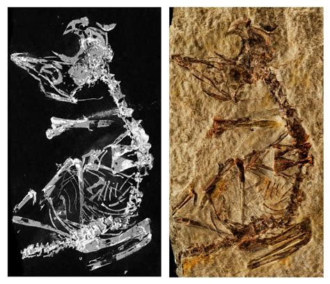 127 Million Year Old Fossil Reveals Bird That Was Cuter Than A Porg