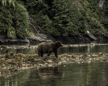 BC Government News Release BC Looking For Input On Grizzly Stewardship