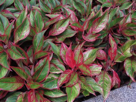 Aglaonema Pattaya