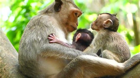 So Cute Baby Monkey Daily Youtube