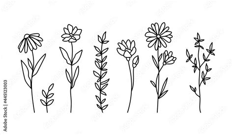 Wildflowers black and white clipart bundle, daisy and chamomile flower ...