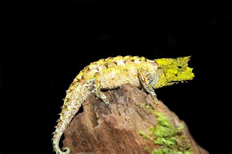 Lizard Reptiles And Amphibians Chameleon