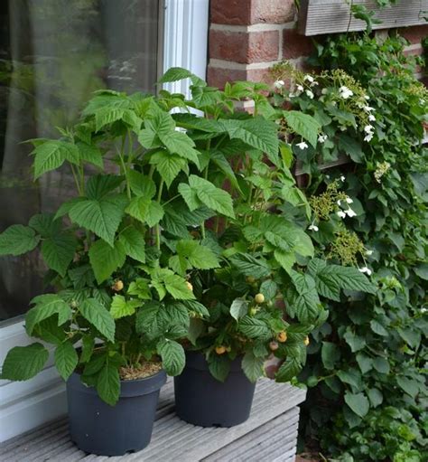 Planter Un Framboisier En Bac Gamm Vert