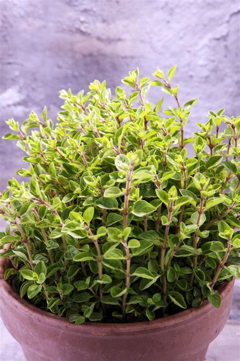 Homegrown And Aromatic Herb Oregano In Old Clay Pot Stock Image