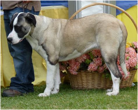 Rafeiro do Alentejo - Facts, Pictures, Breeders, Temperament, Puppies ...