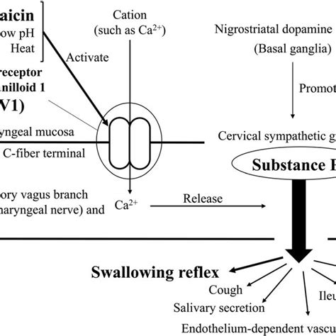 The Physiological Pathway Of The Sensory Nervous System Involved In The