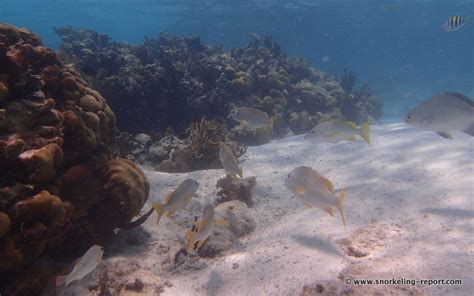 Snorkeling the Coral Gardens, Caye Caulker, Belize