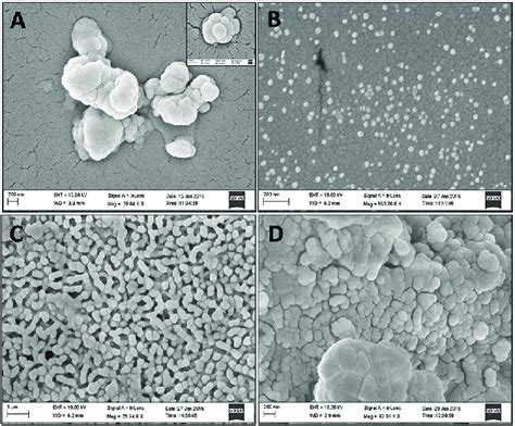 A D Scanning Electron Micrography Sem Images Of A Nacmc As