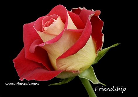 Friendship Roses Red