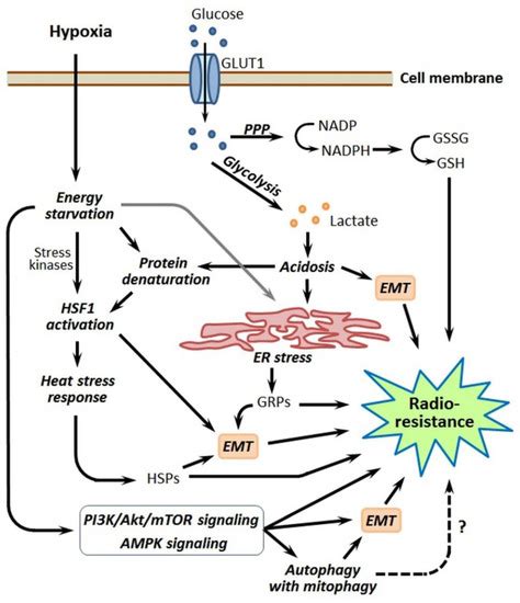 Cancers Free Full Text Hypoxia Induced Cancer Cell Responses