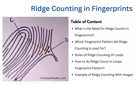 Ridge Counting In Fingerprints Rules Calculation Images