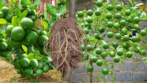 La Mejor T Cnica Para Tener Limones En Casa En Maceta Ya No Compres