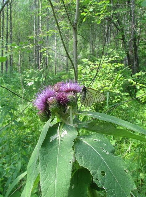 Cirsium Helenioides