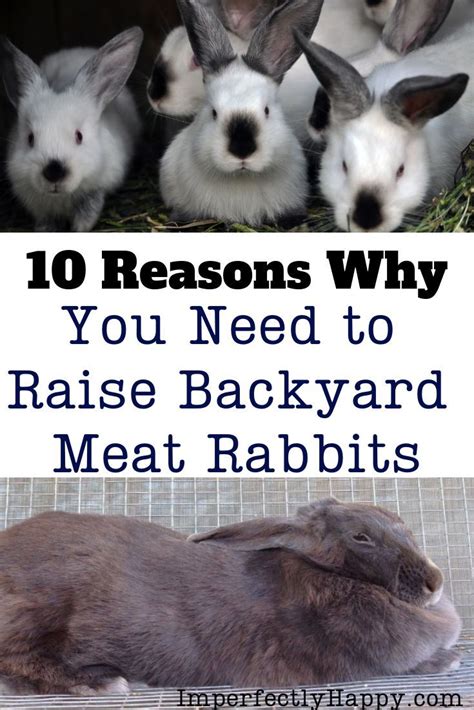 10 Reasons You Need To Raise Backyard Meat Rabbits Artofit