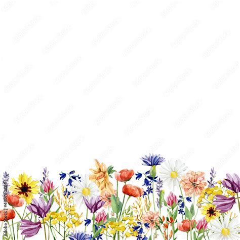 Watercolor Wild Floral And Bright Wildflowers Border Botanical Herbs