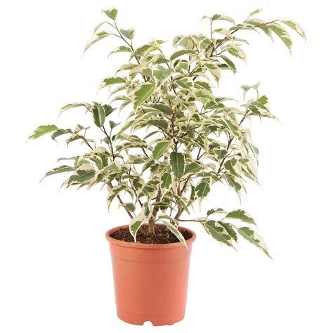 Ficus Benjamina Potted Plant Weeping Fig 12 Cm 4 ¾ Ikea