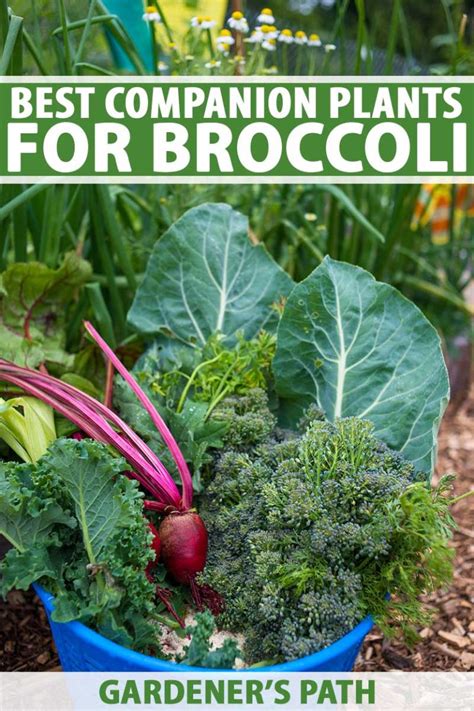 Of The Best Companion Plants For Broccoli Gardeners Path