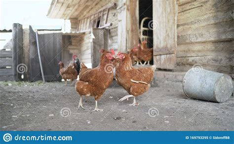 Galinha Aves De Capoeira Galinhas E Galos No Galinheiro Imagem De