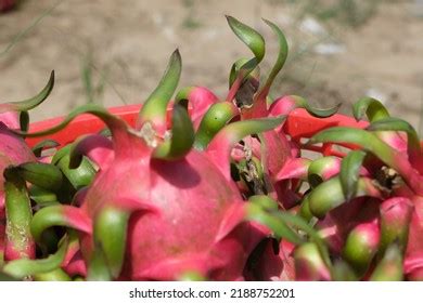 Dragon Fruit Farm Vietnam Stock Photo 2188752201 | Shutterstock