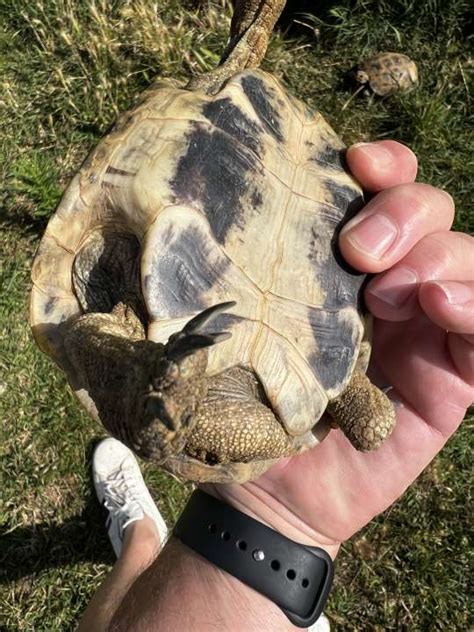 Tortues Hermann Boettgeri Et Varoise Marsaz