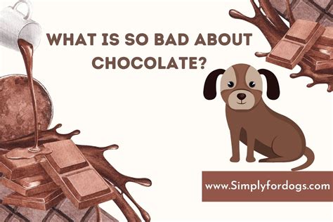 What is So Bad About Chocolate? - (Is It Dangerous) Simply For Dogs