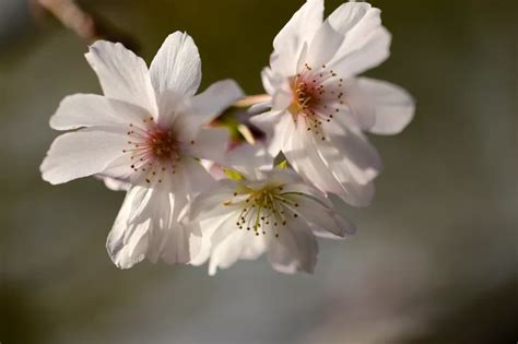 Conheça As Características E O Cultivo Da Flor De Cerejeira