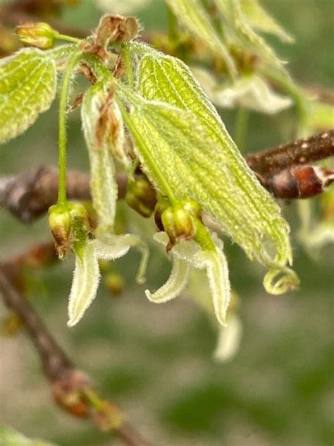 grow celtis australis earthone